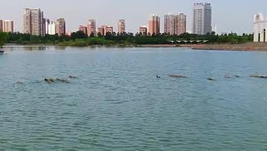 湖中鸭子游泳戏水素材视频的预览图
